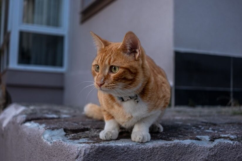 Cat Collar with Lead: Ensuring Comfort and Safety